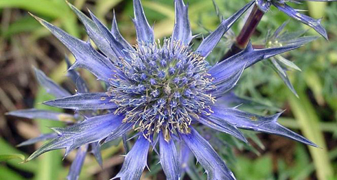 Flor del panical