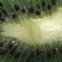 foto kiwi