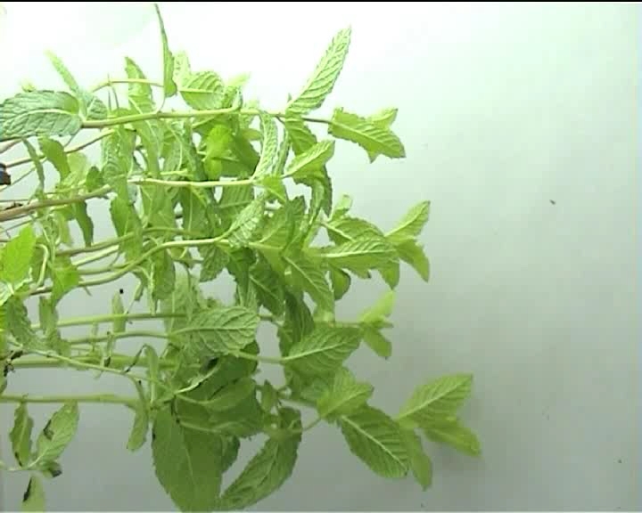 mata de menta