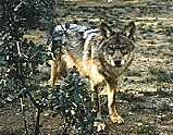 El llop et mira