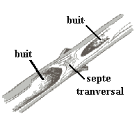 tija fistulosa o canya