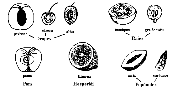 fruits carnosos