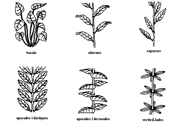 disposici de les fulles a la tija