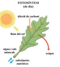 fotosntesi durant el dia