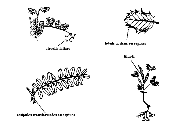 modificacions que presenten les fulles