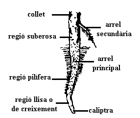 parts de l'arrel