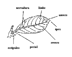 parts d'una fulla