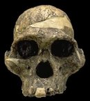 mand�bula anamensis