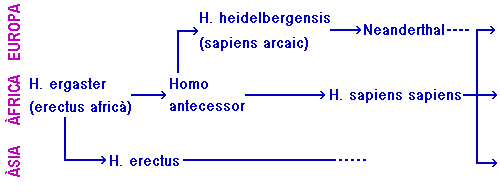 arbre evolutiu amb H. antecessor