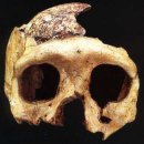 mand�bula anamensis