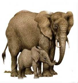 l'elefant afric