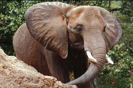 un elefant