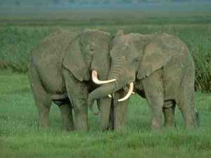 l'elefant