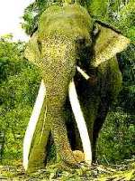 l'elefant asiàtic
