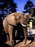 l'elefant africà