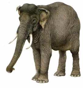 l'elefant asitic
