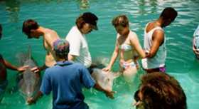 Delfines adiestrados