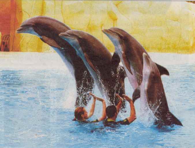 Delfines en un espectculo