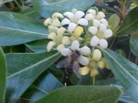 pollinitzaci