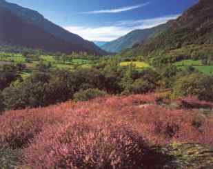 Estiu a la Vall de Cards (Pallars Sobir)