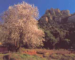 Primavera a Sant Lloren del Munt (Valls Occidental)