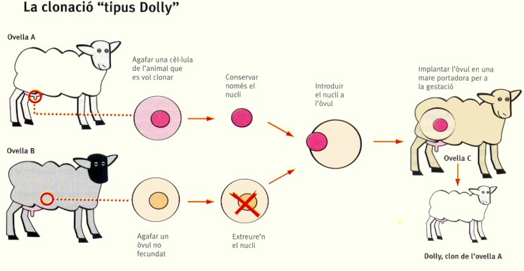 Resultado de imagen de clonar oveja