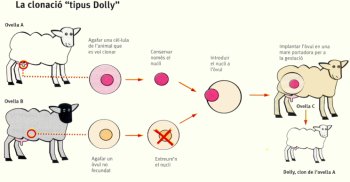 M�todo oveja Dolly