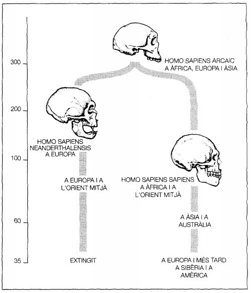 Homo sapiens