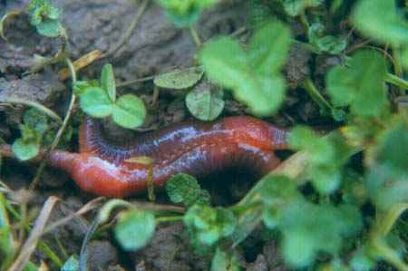 En les formes hermafrodites cucs de terra i sangoneres l'acoblament es