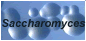 Saccharomyces