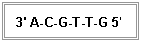 Cuadro de texto: 3' A-C-G-T-T-G 5'
