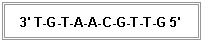 Cuadro de texto: 3' T-G-T-A-A-C-G-T-T-G 5'