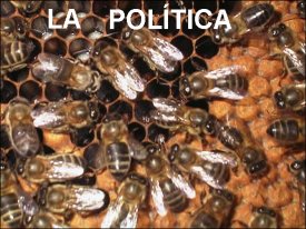 politica