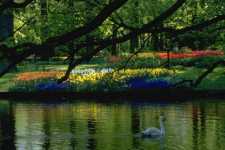 Primavera