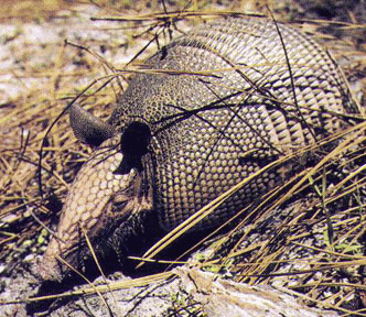 Armadillo