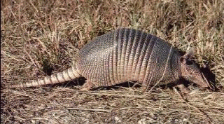 Armadillo