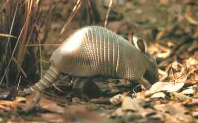 Armadillo