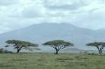 Sabana