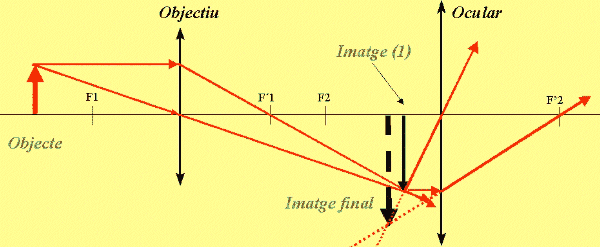 Explicació de la imatge donada per un microscopi.