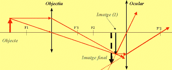 Explicaci de la imatge donada per un microscopi.