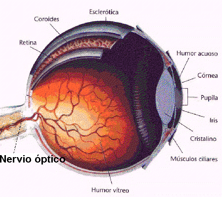 Parts de l'ull. Editorial Bruño (Física-2)