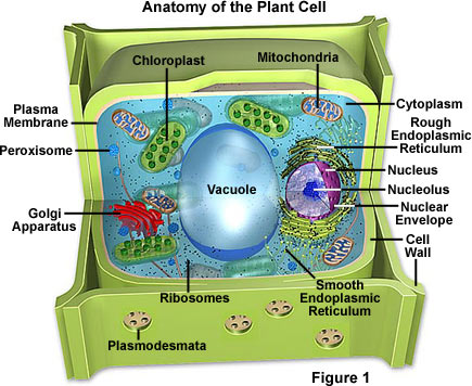 plantcell.jpg