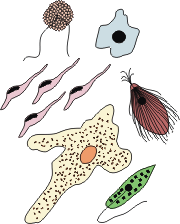 protists.gif