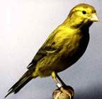 canari