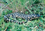 salamandra