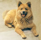xinxilla