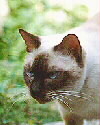 Gata Siamesa