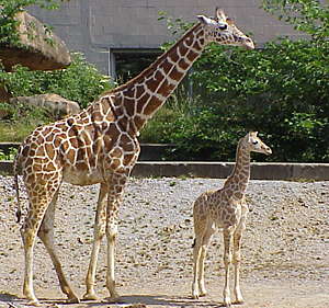 Girafa mare i la seva cria