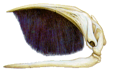 Barbes d'una balena