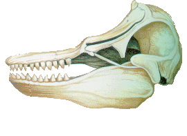 Dents d'una orca